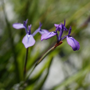 Moraea tripetala